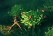 Berries | PC