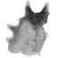 Wolf pelt | PC