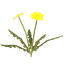 Dandelion | PC