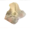 Chitin | PC
