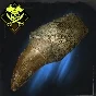 Tylosaurus Tooth | PS