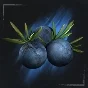 Juniper Berries | PC